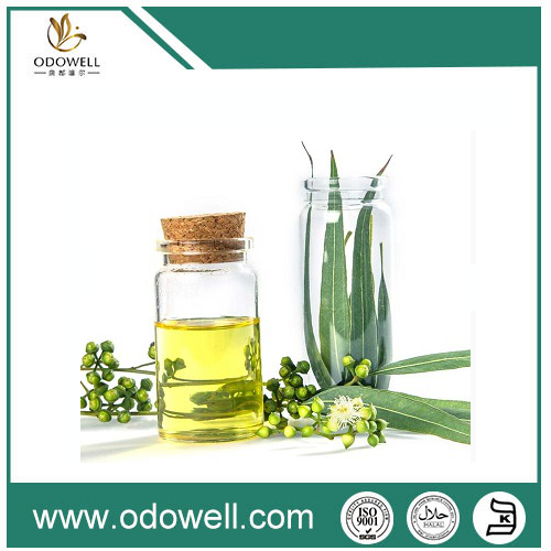 Ngenalake minyak Premium Eucalyptus (Eucalyptus globulus) -Natural, asli, lan serbaguna