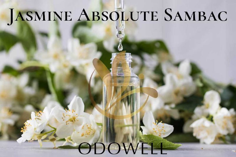 Odowell ngluncurake Jasmine Absolute SAMBAC - A Jasmine alami premium mutlak kanggo minyak wangi lan kaendahan
