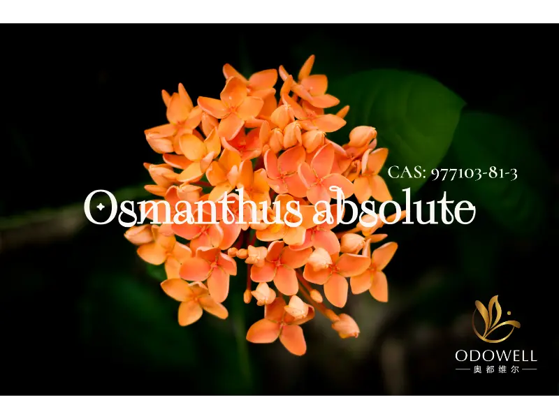 Osmantathus Absolute - Tandatangan Alam Odowell kanggo Floral Oriental Elegant